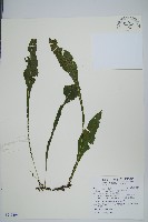 萊氏線蕨藏品圖，第1張