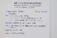 韓氏耳蕨藏品圖，第2張