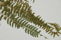 韓氏耳蕨藏品圖，第3張