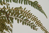 韓氏耳蕨藏品圖，第4張