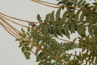 韓氏耳蕨藏品圖，第5張