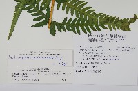 光囊紫柄蕨藏品圖，第2張