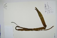 帶狀瓶爾小草藏品圖，第1張