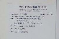 臺灣車前蕨藏品圖，第2張