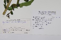 大葉毛蕨藏品圖，第2張