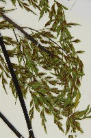 大黑柄鐵角蕨、黃鱗鐵角蕨、大羽鐵角蕨藏品圖，第6張