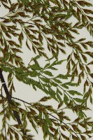 大黑柄鐵角蕨、黃鱗鐵角蕨、大羽鐵角蕨藏品圖，第7張