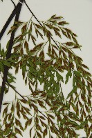 大黑柄鐵角蕨、黃鱗鐵角蕨、大羽鐵角蕨藏品圖，第8張