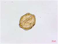 大黑柄鐵角蕨、黃鱗鐵角蕨、大羽鐵角蕨藏品圖，第2張