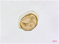 大黑柄鐵角蕨、黃鱗鐵角蕨、大羽鐵角蕨藏品圖，第3張