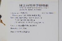 垂葉書帶蕨藏品圖，第2張