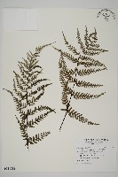 粉葉蕨藏品圖，第1張