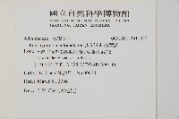 粉葉蕨藏品圖，第2張