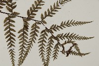 粉葉蕨藏品圖，第3張