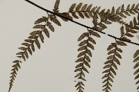 粉葉蕨藏品圖，第4張