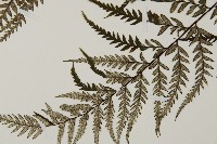 粉葉蕨藏品圖，第5張