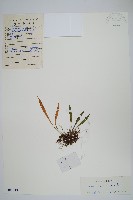 華北石葦藏品圖，第1張