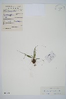 過山蕨藏品圖，第1張