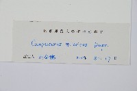 過山蕨藏品圖，第2張