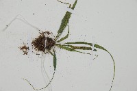 過山蕨藏品圖，第3張