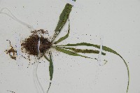 過山蕨藏品圖，第4張