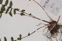 麥稈蹄蓋蕨藏品圖，第4張