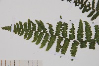 麥稈蹄蓋蕨藏品圖，第5張