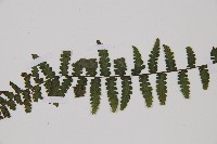 麥稈蹄蓋蕨藏品圖，第6張