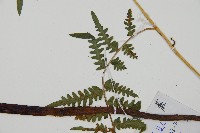 蕨藏品圖，第3張