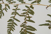 蕨藏品圖，第4張