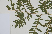 蕨藏品圖，第5張