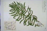 莢果蕨藏品圖，第1張