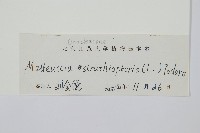 莢果蕨藏品圖，第2張