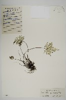 銀粉背蕨藏品圖，第1張