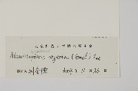 銀粉背蕨藏品圖，第2張