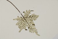 銀粉背蕨藏品圖，第3張