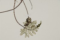 銀粉背蕨藏品圖，第4張