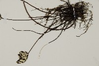 銀粉背蕨藏品圖，第5張