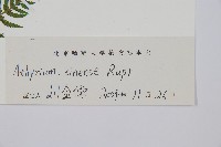 狹葉蹄蓋蕨藏品圖，第5張