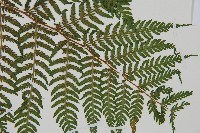 狹葉蹄蓋蕨藏品圖，第6張