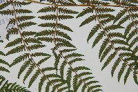 狹葉蹄蓋蕨藏品圖，第7張