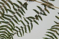 狹葉蹄蓋蕨藏品圖，第8張