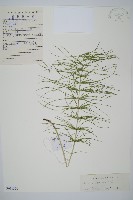 草問荊藏品圖，第1張