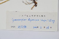 羽節蕨藏品圖，第2張