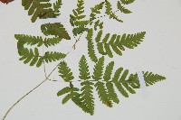 羽節蕨藏品圖，第3張