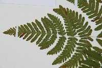 羽節蕨藏品圖，第4張