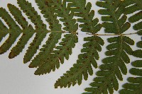 羽節蕨藏品圖，第5張