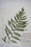 短葉蹄蓋蕨藏品圖，第1張