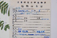 短葉蹄蓋蕨藏品圖，第2張