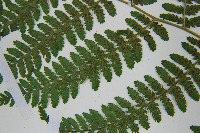 短葉蹄蓋蕨藏品圖，第5張